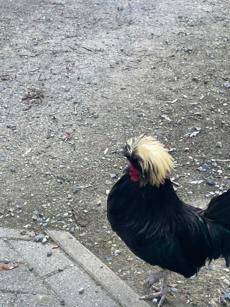 Hollandse kuifhoen- haan Louis 🐓, Mannelijk, Kip