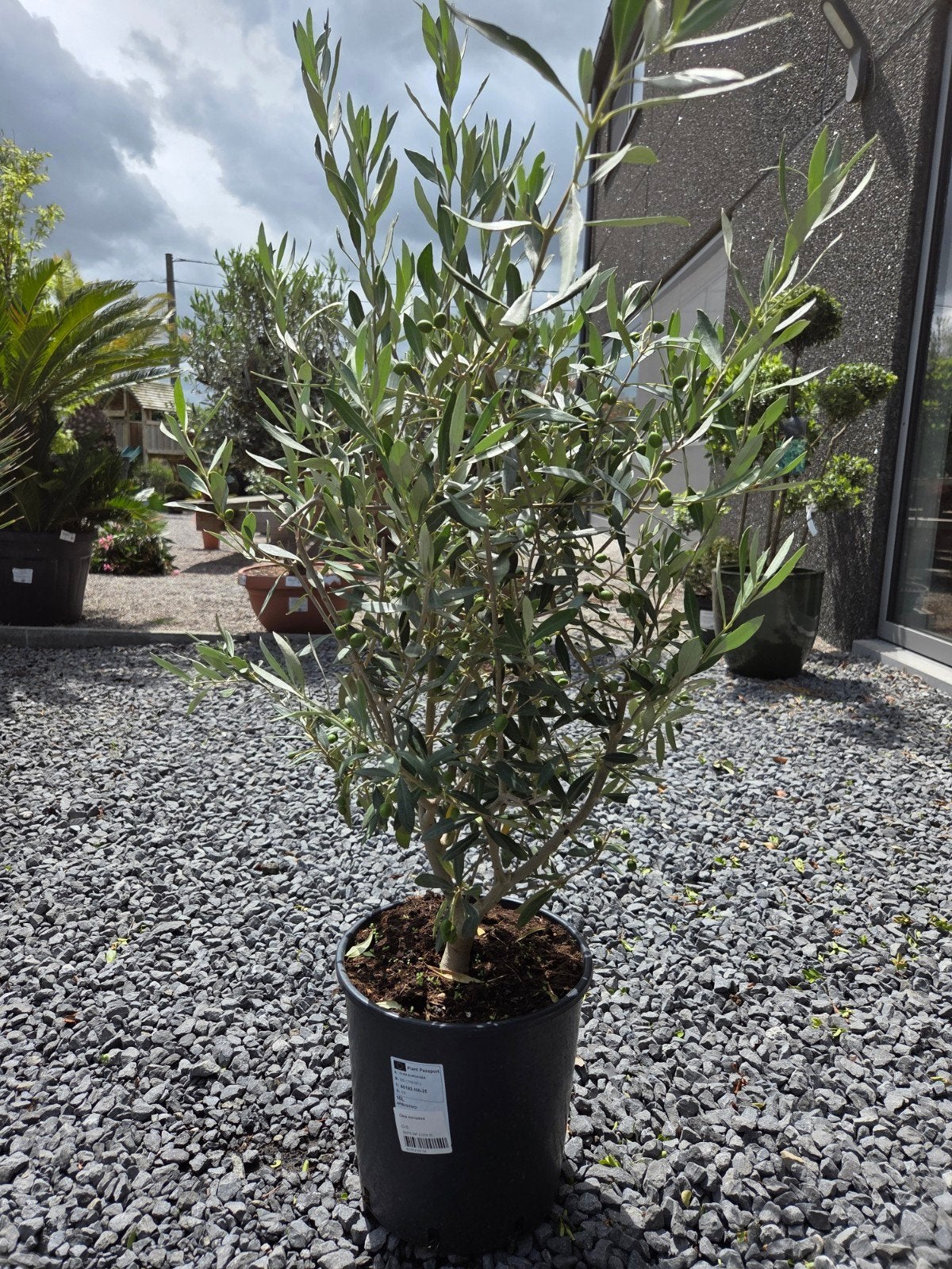 Olijfboom struikvorm, Jardin & Terrasse, Plantes | Arbres, Olivier, Enlèvement