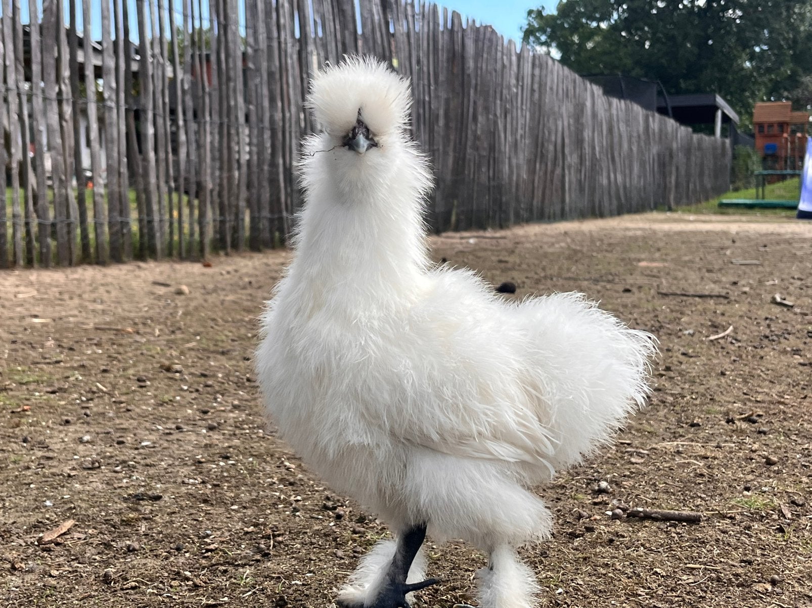 Witte zijdehoen hennen en hanen, Dieren en Toebehoren