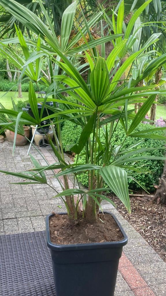 Palmboom 3-stam Trachycarpus F., Ophalen
