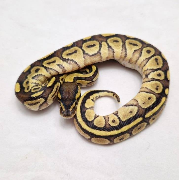 Enchi Bongo het Clown koningspython vrouw Ball Python - female for sale from jurgen
