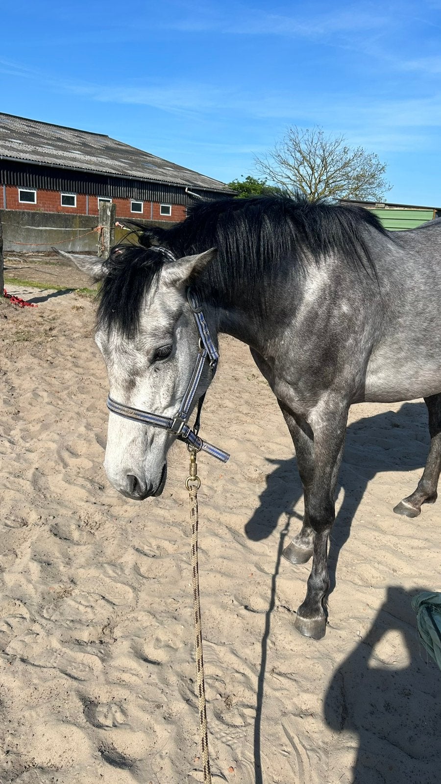 TE KOOP – VEELBELOVENDE 4-JARIGE SPORTMERRIE!, Dieren en Toebehoren, Merrie, M, 160 tot 165 cm, 3 tot 6 jaar