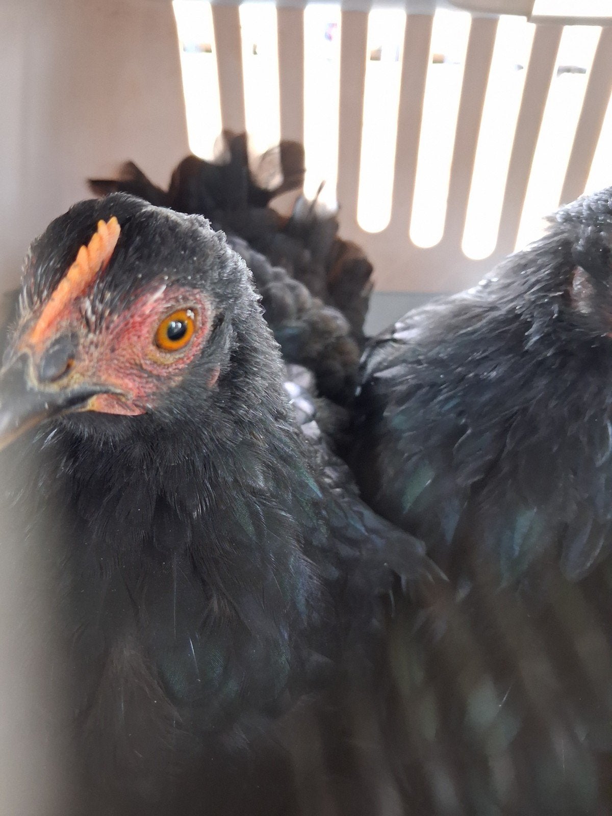 Cochin kriel hen (3 beschikbaar - juni 2026), Vrouwelijk, Kip
