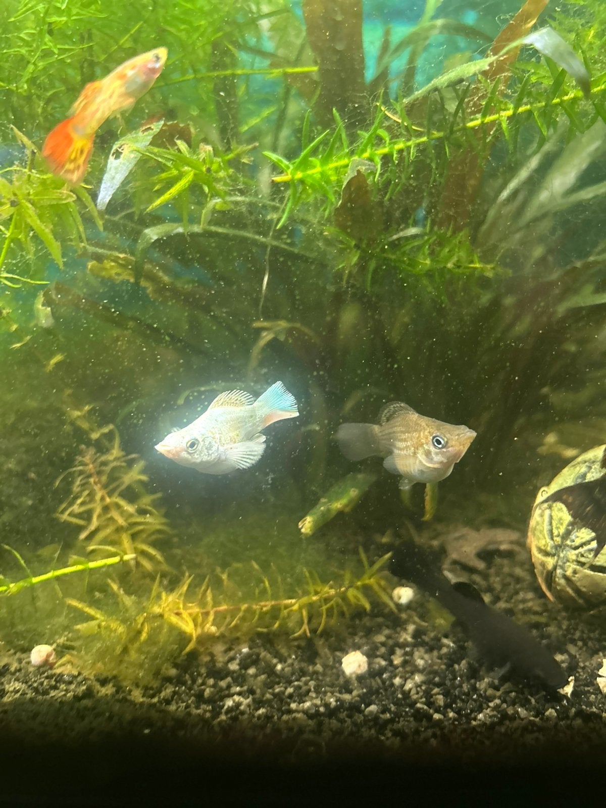 Vissen te koop, Dieren en Toebehoren, Vis, Zoetwatervis, Schoolvis