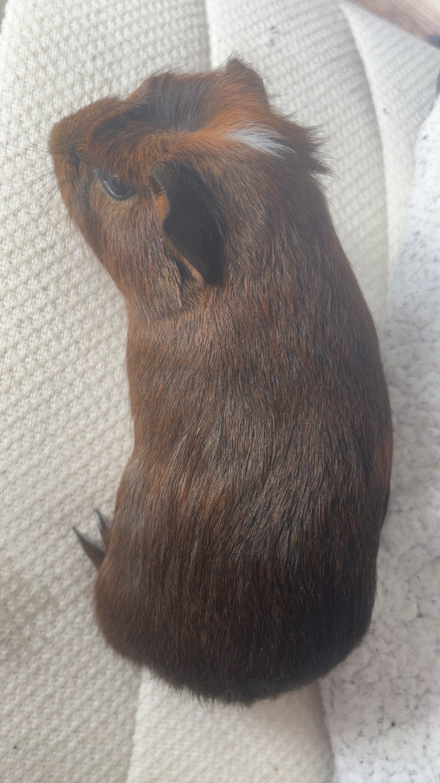 Te koop, Cavia, Augustus, Mannelijk, Tam