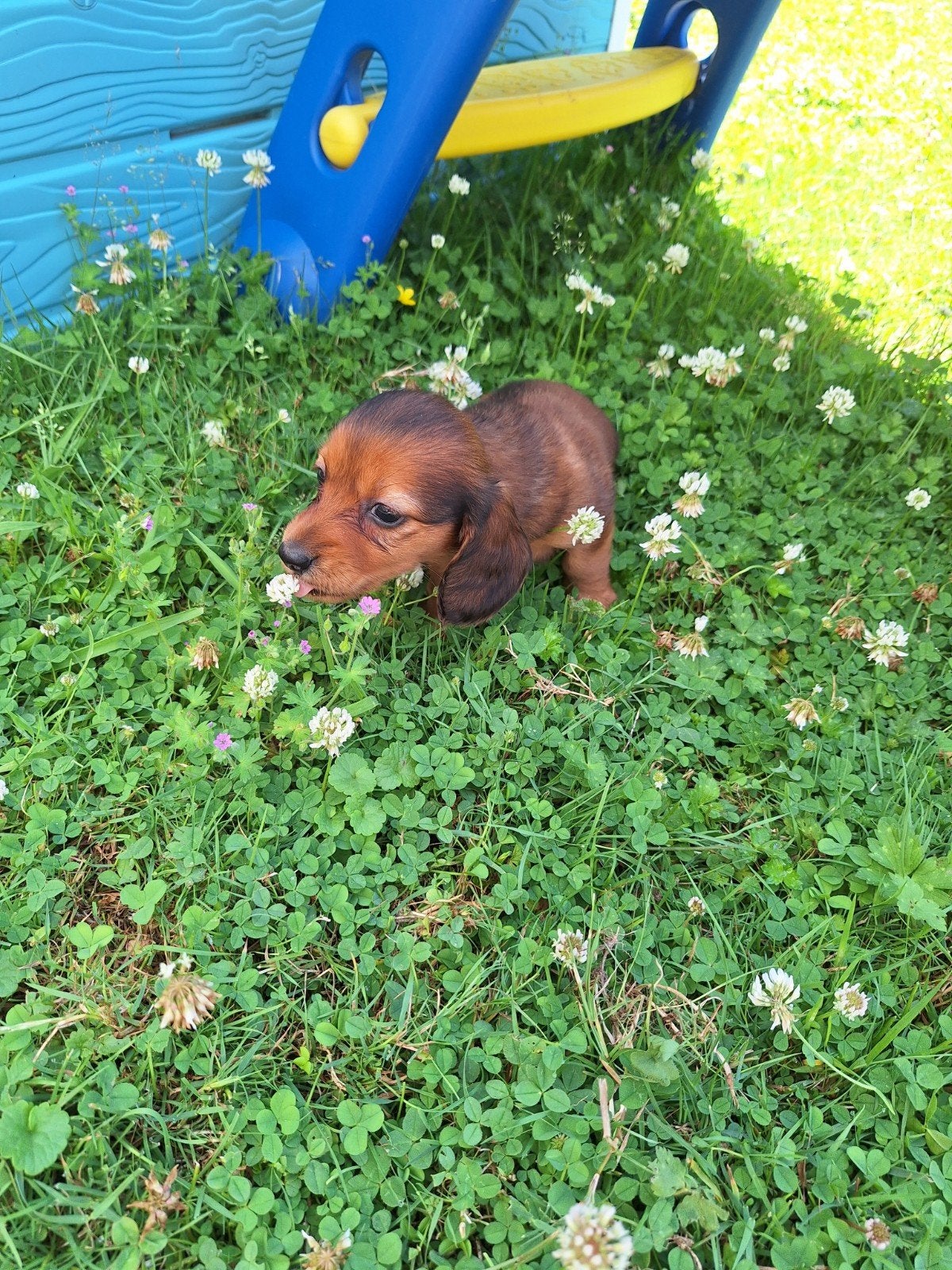 Langharige dwergteckel pups, Belgique, Poils longs, Plusieurs, Nain