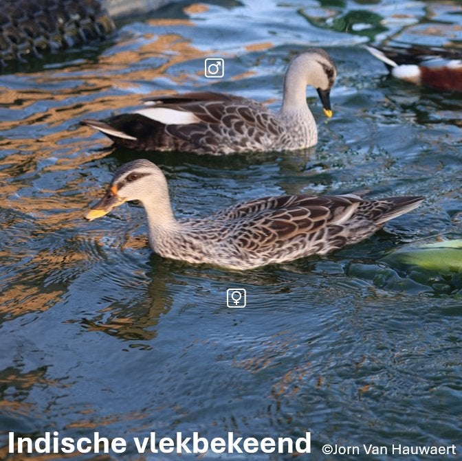 Indische vlekbekeend kweekkoppel 2023, Dieren en Toebehoren, Meerdere dieren, Eend