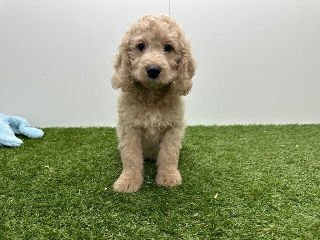 Chiots Cockapoo (F1), Hépatite contagieuse (maladie de Rubarth), Plusieurs, Belgique, Plusieurs animaux