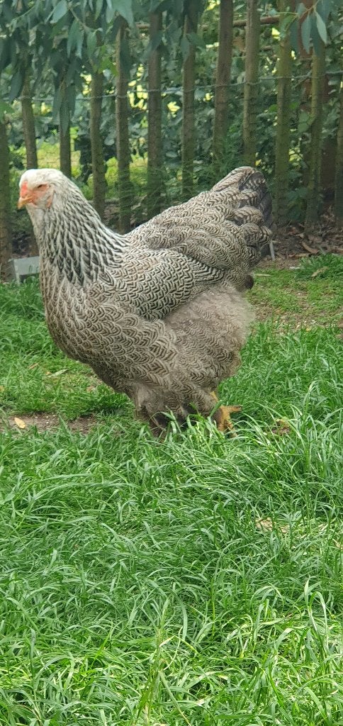 Brahma zilverpatrijs, Vrouwelijk, Kip