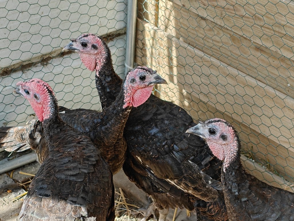 Kalkoenen Ronquière, Dieren en Toebehoren, Meerdere dieren, Kalkoen