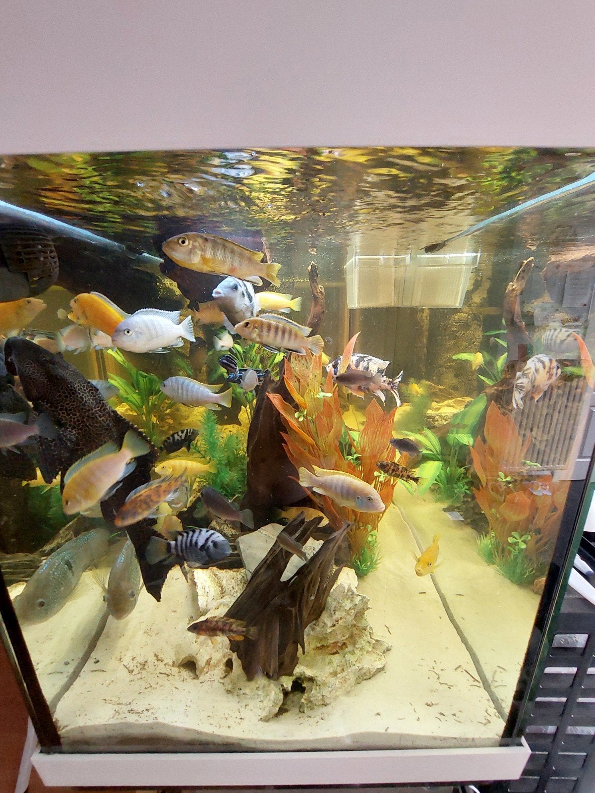 Aquarium vissen, Dieren en Toebehoren, Vissen | Aquariumvissen