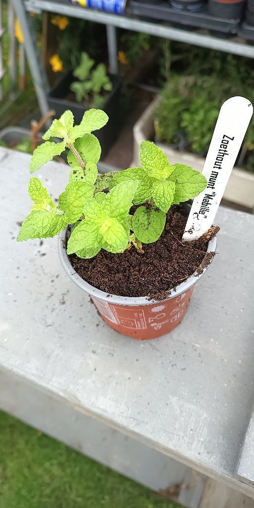 munt zoethout zoethoutmunt Mabille, Tuin en Terras, Ophalen, Lente, Vaste plant, Kruiden