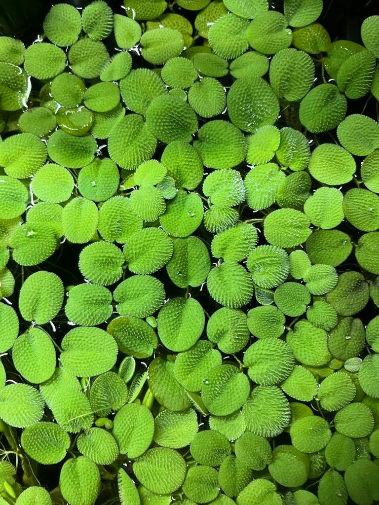 Drijfplanten voor op visbak Salvinia Minima, Dieren en Toebehoren, Ophalen, Plant(en), Steen of Hout