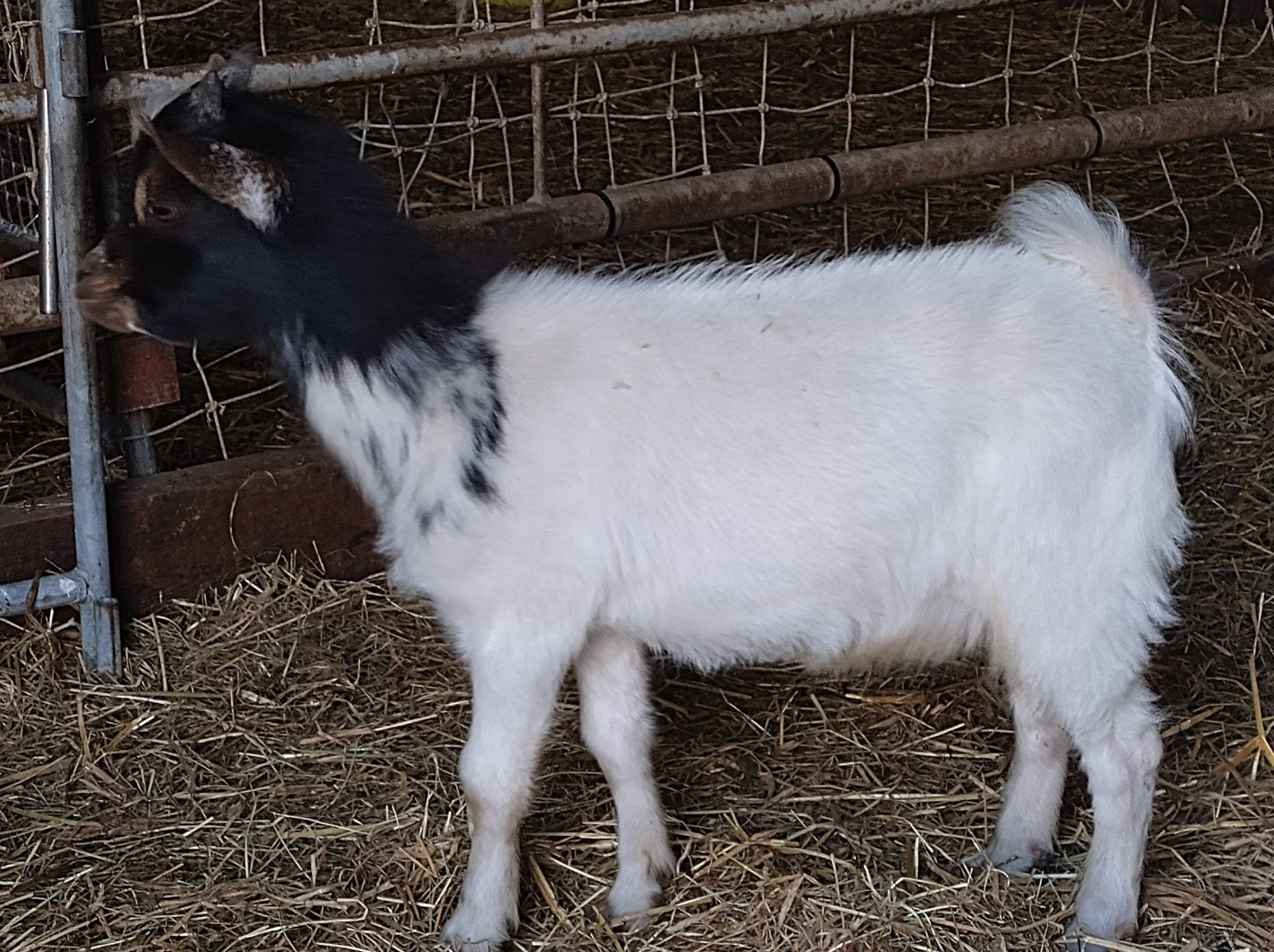 Lief bokje, Mannelijk, Geit, 0 tot 2 jaar