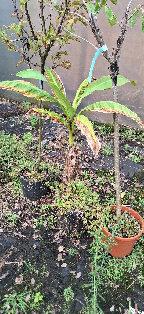 Bananenplanten / Bananenbomen, Tuin en Terras, Ophalen, Winter