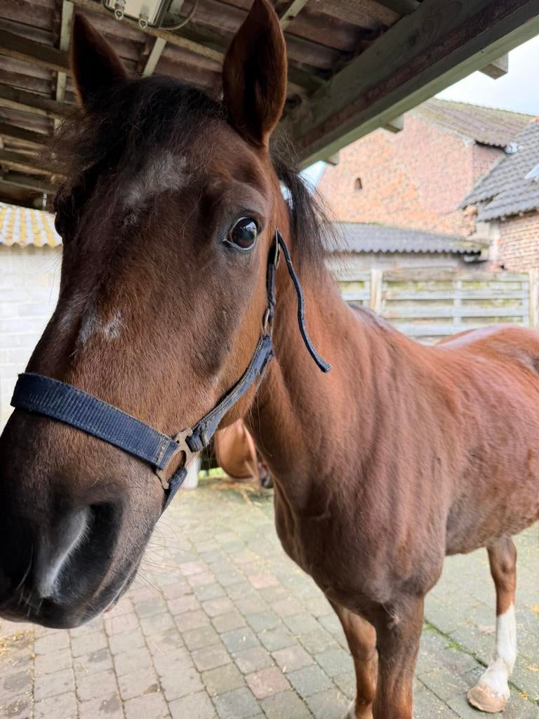 Pony te koop, Dieren en Toebehoren, Paarden, Ruin