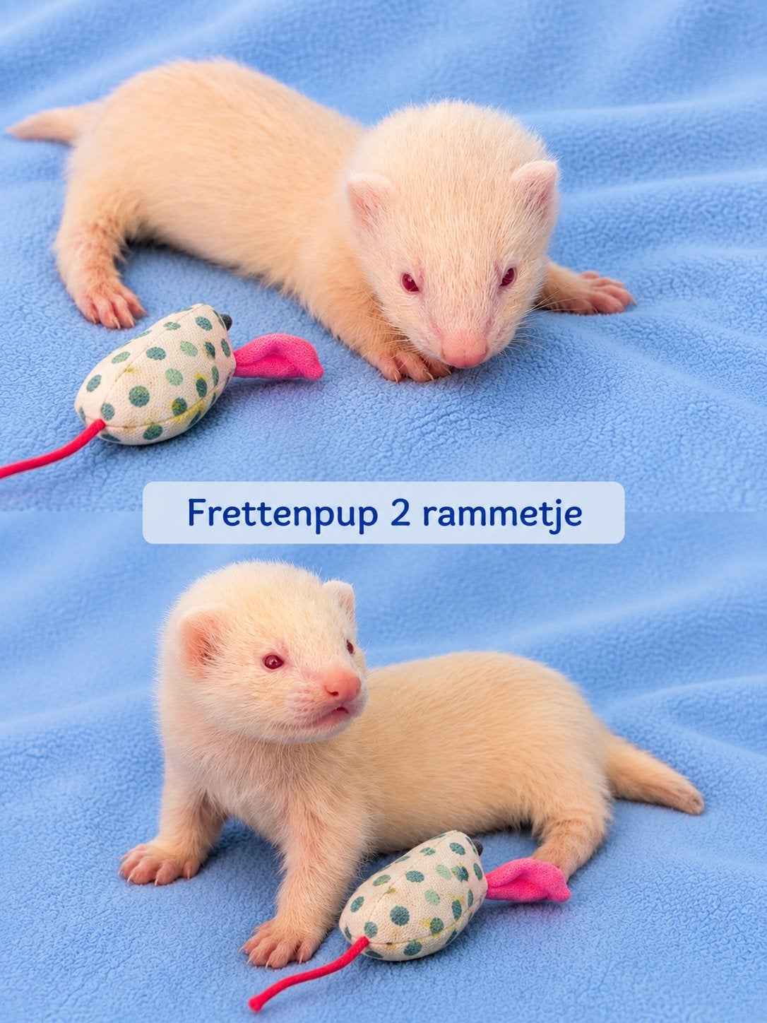 Frettenpups te koop, Furet, Juin, Domestique, Plusieurs animaux