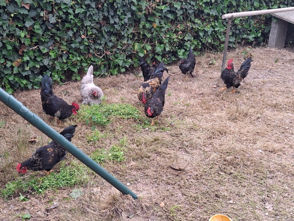 coqs chabo, Mâle, Poule ou poulet