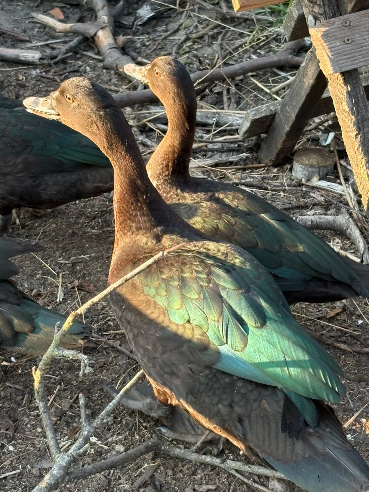 Muskuseenden, wildvorm barberie, Dieren en Toebehoren