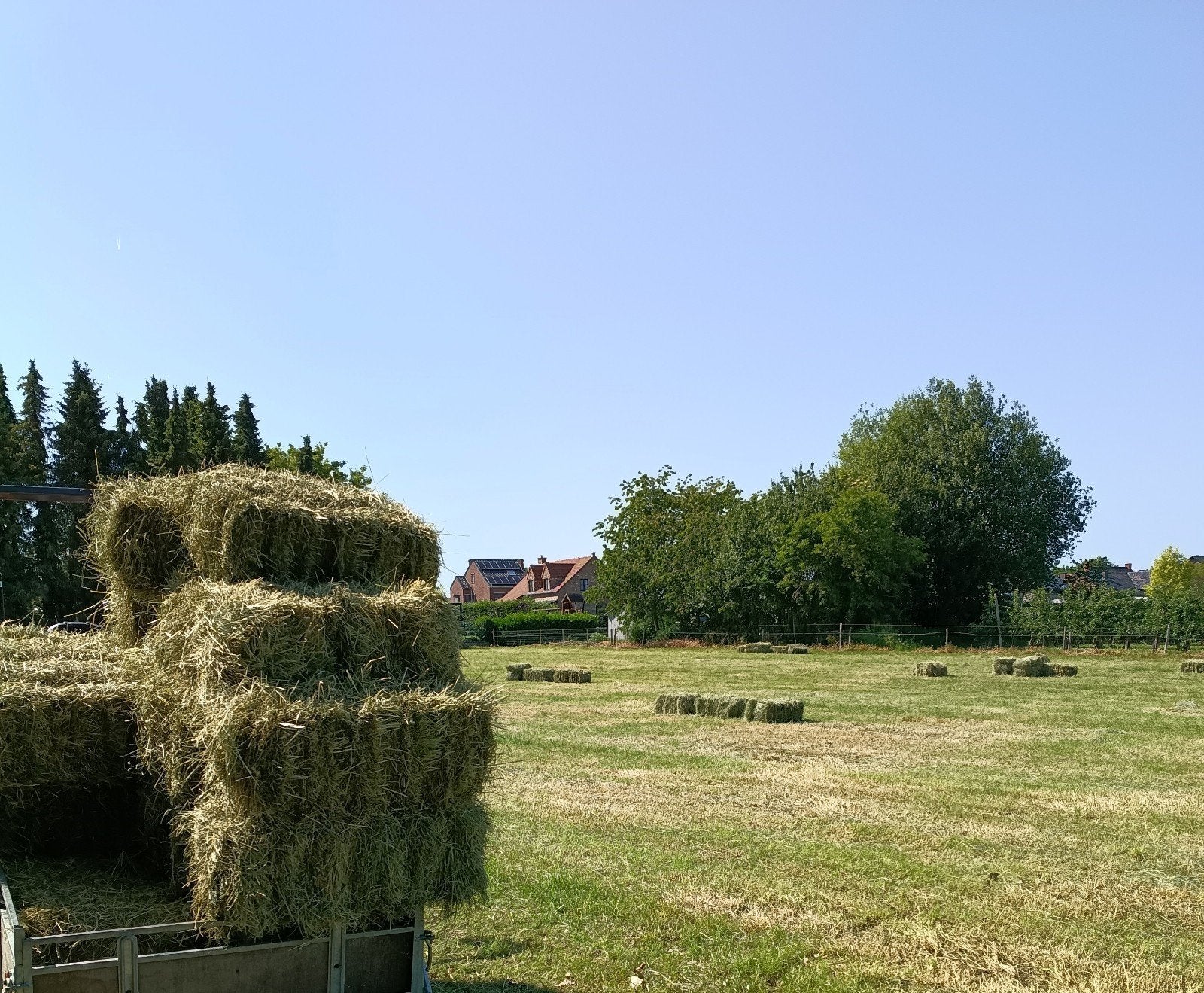 Nog 25 stuks super hooi geen regen stikstofarm