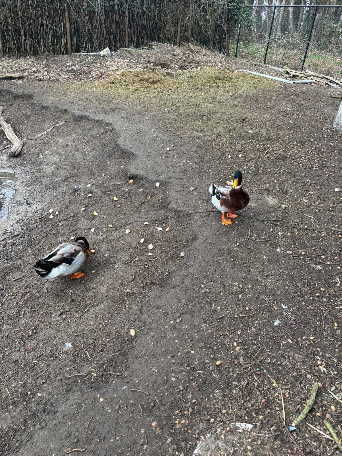 Eenden ganzen, Dieren en Toebehoren, Pluimvee, Eend
