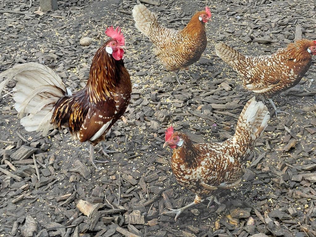 Broedeieren, Dieren en Toebehoren, Pluimvee