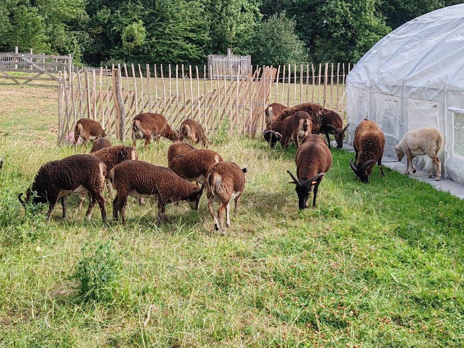 soay lammetjes 2026, Mâle, Mouton, 0 à 2 ans