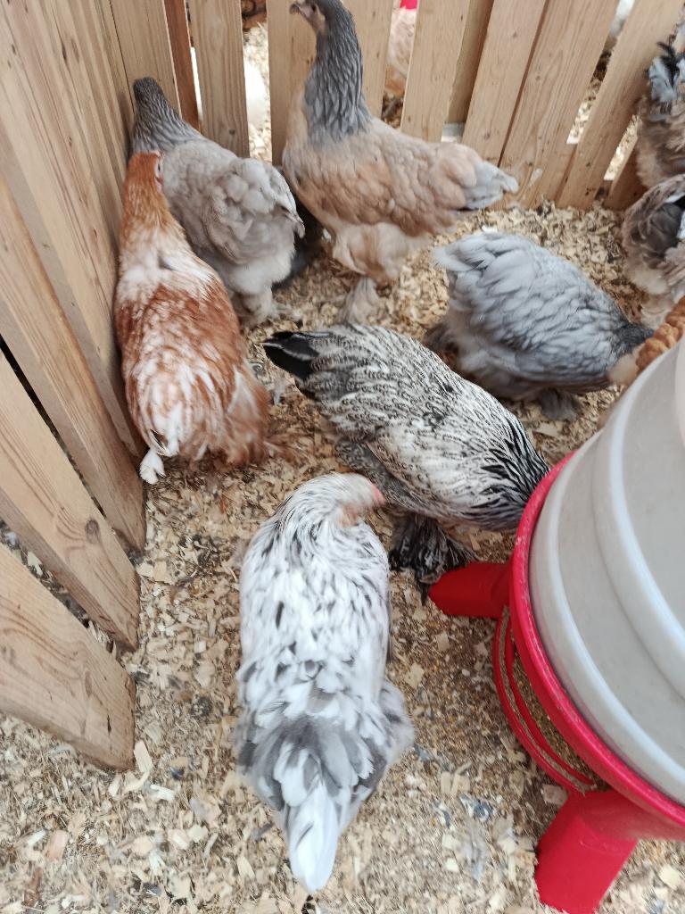 poules bantam/ pondeuses et pondeurs colorants 0499/082381, Animaux & Accessoires, Volatiles, Femelle, Poule ou poulet