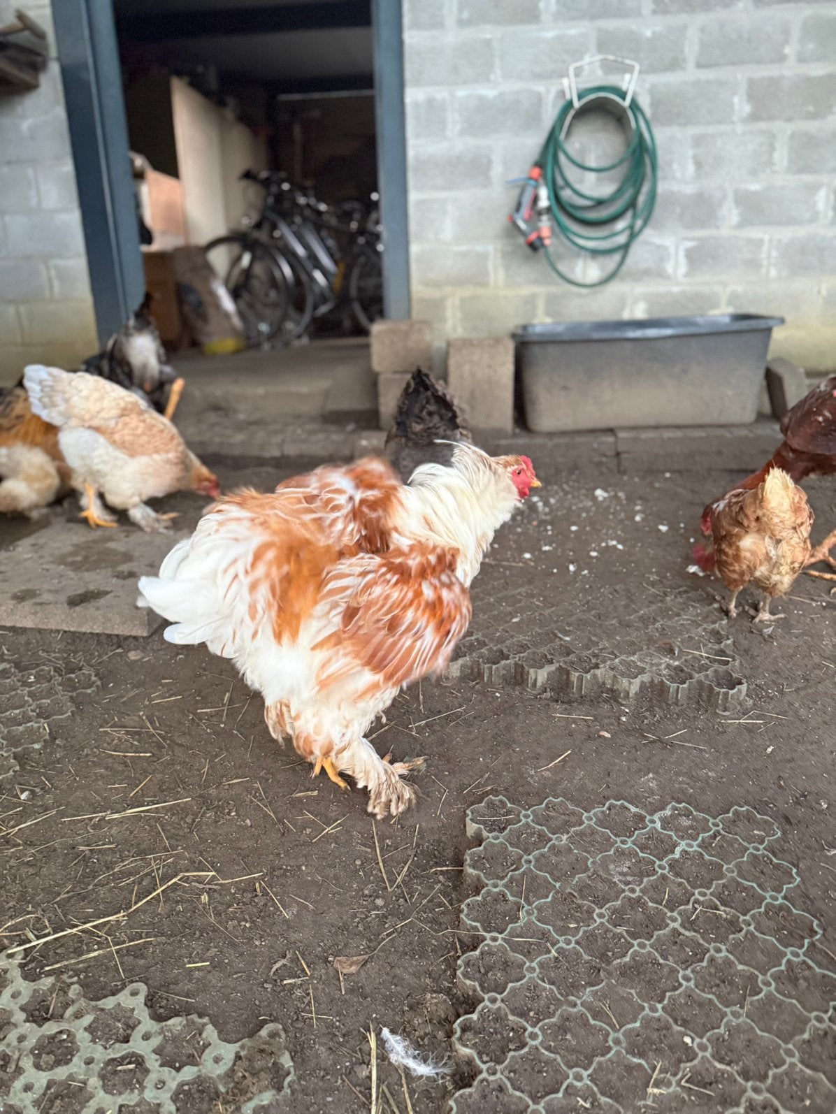 Hanen 6 brahma verschillende kleuren, Dieren en Toebehoren