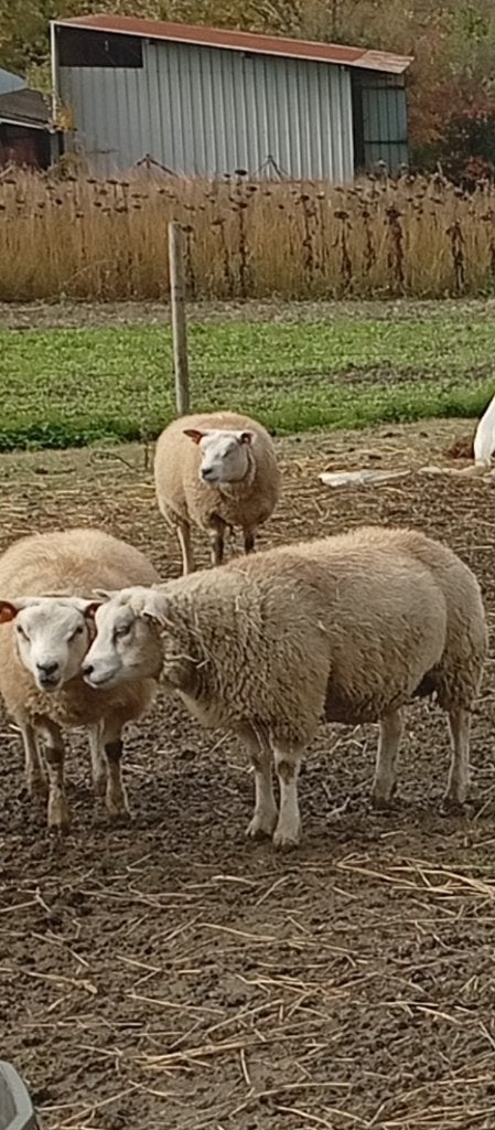 Moutons à vendre - béliers- brebis-agneaux, Mâle, Mouton, 0 à 2 ans