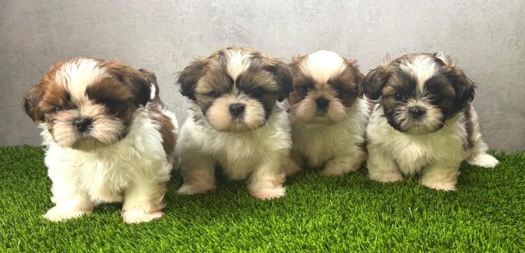 Prachtige Shih Tzu pups, Autres races, 8 à 15 semaines, Éleveur | Loisir, Un chien