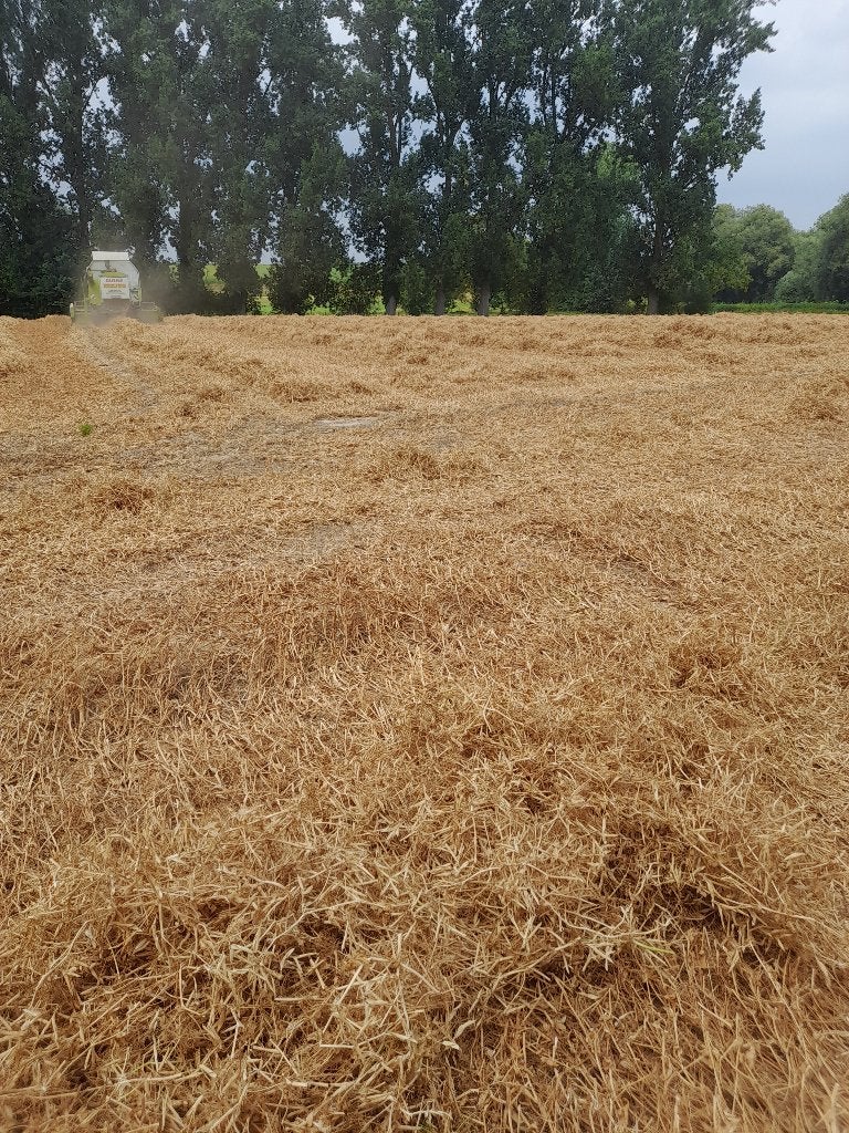 paille à pois, Articles professionnels, Agriculture | Aliments pour bétail, Enlèvement