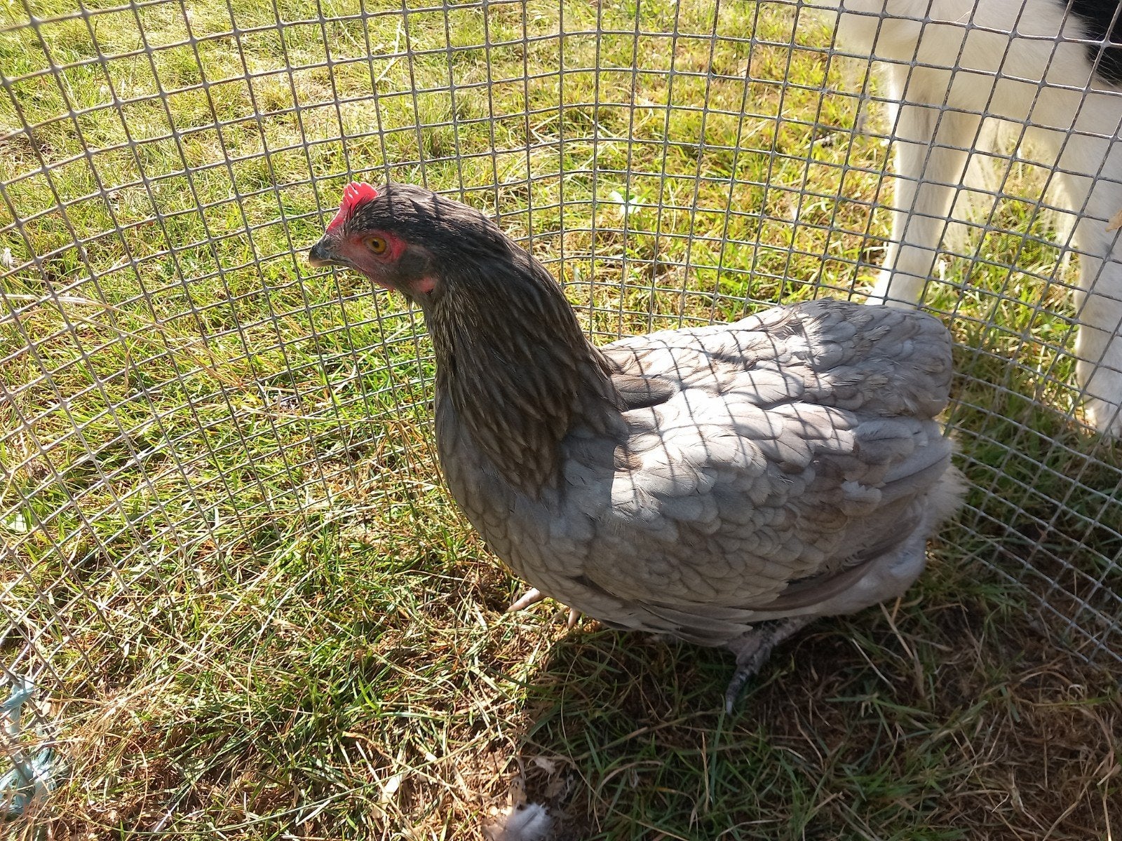 marans hennen