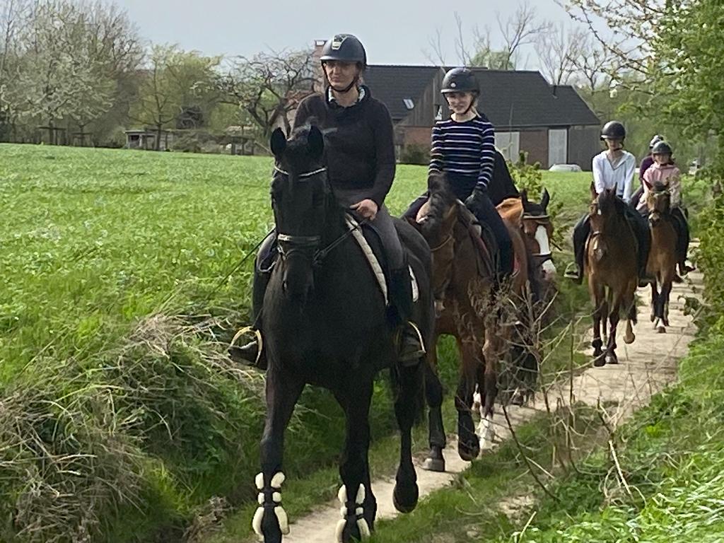 Knappe merrie, Animaux & Accessoires, Chevaux, Jument, M, 165 à 170 cm, 7 à 10 ans, Cheval de récréation, Avec pedigree, Avec puce électronique
