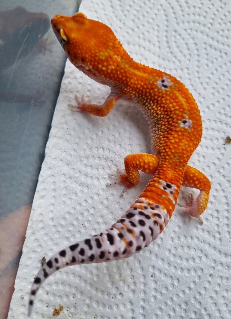 0.1 purple head mandarin het tremper albino, Animaux & Accessoires
