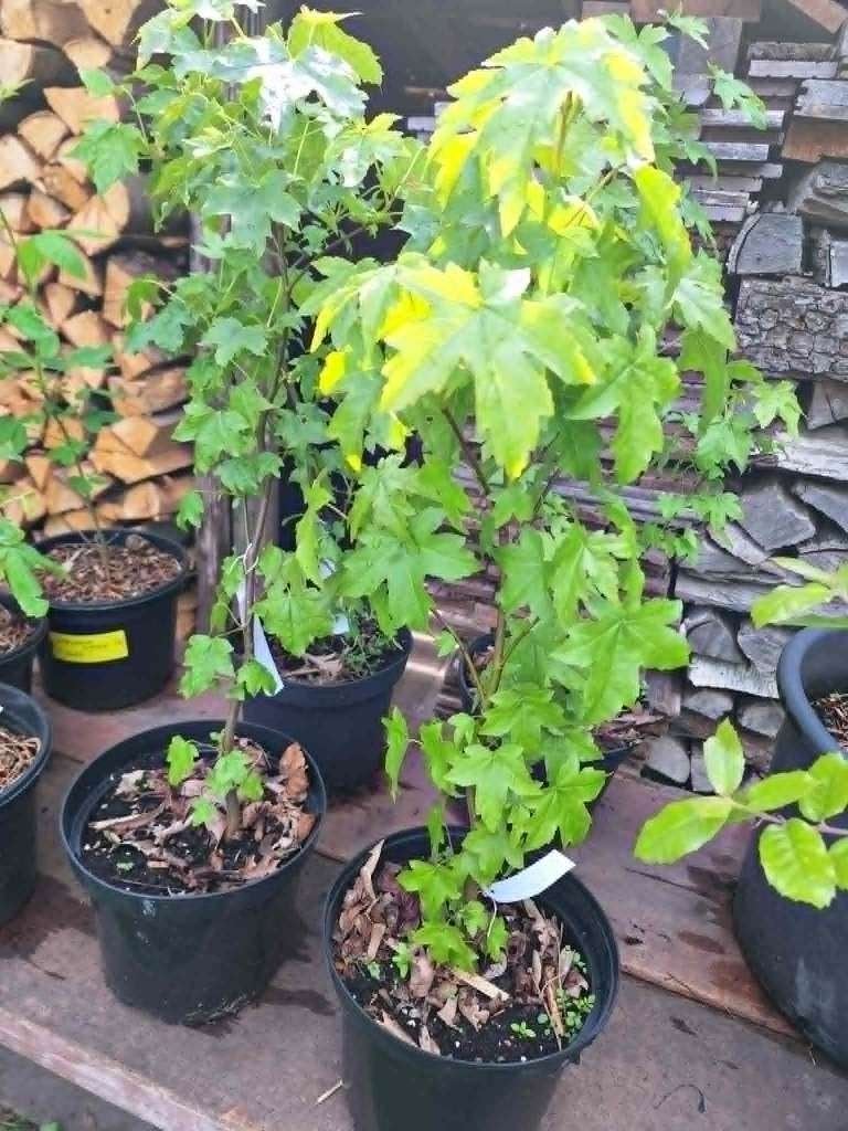 Leqiudambar, En pot, Ne fleurit pas, Plein soleil, Autres espèces