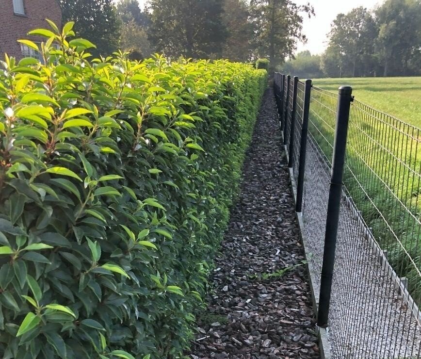 Portugese laurierkers - dé haagplant voor uw tuin, Autres espèces, Printemps, Plein soleil, Enlèvement