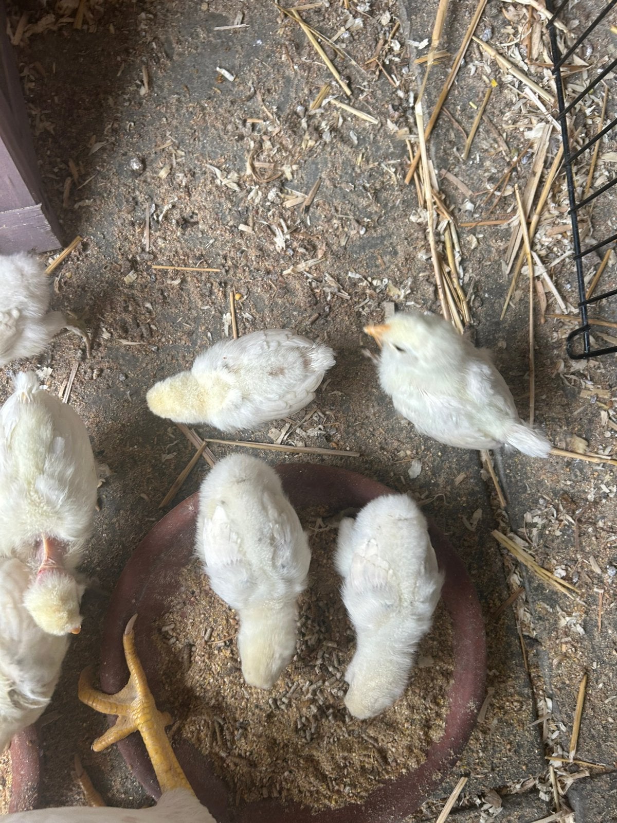 Zijdehoen, Dieren en Toebehoren, Meerdere dieren, Kip