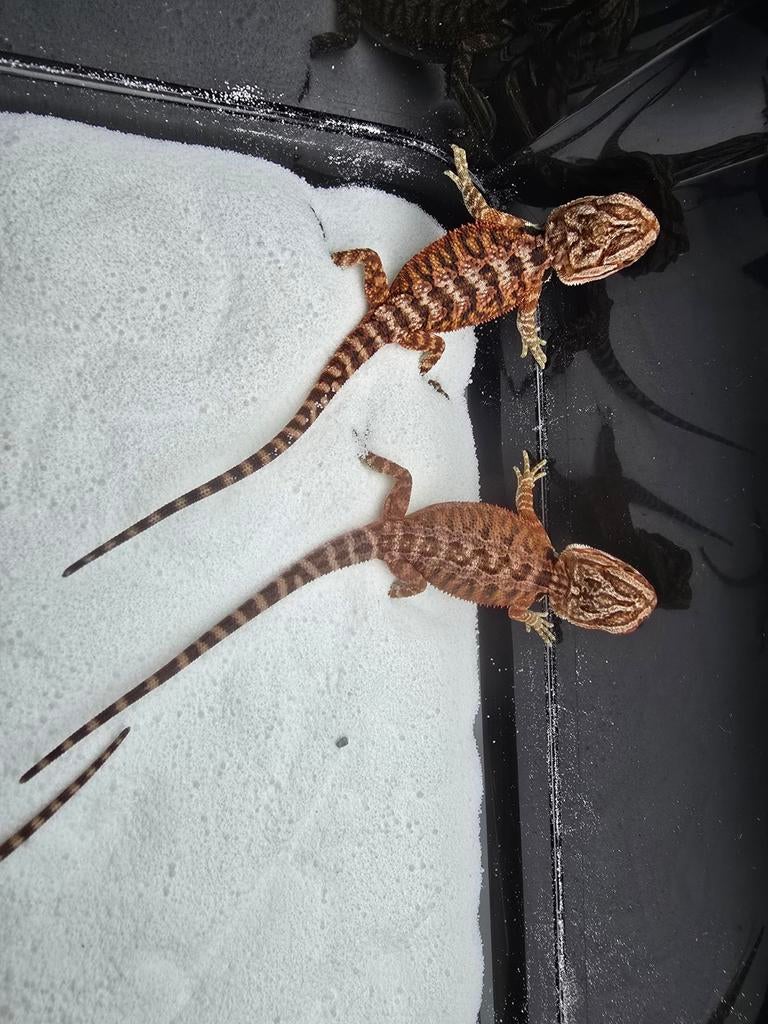 Red tiger baardagamen, Dieren en Toebehoren, Amfibie