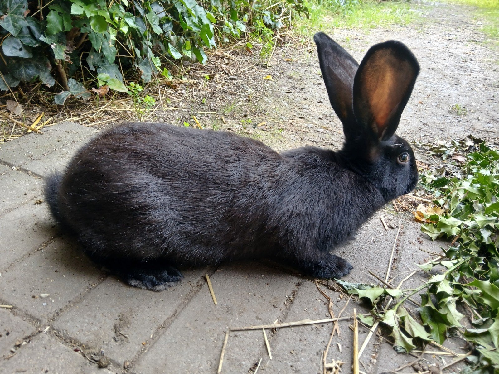 rammelaar reuzevlinder lotharinger, Dieren en Toebehoren, Konijnen