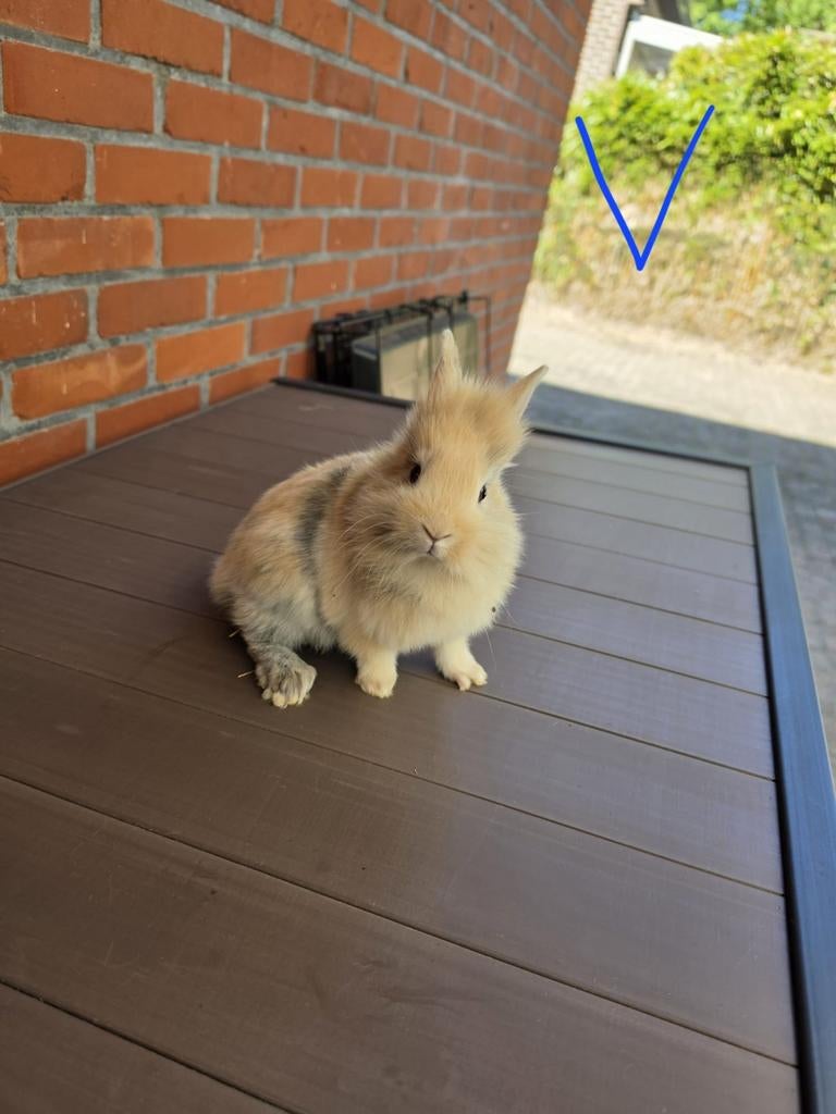 Dwergkonijnen, Dieren en Toebehoren, Konijnen