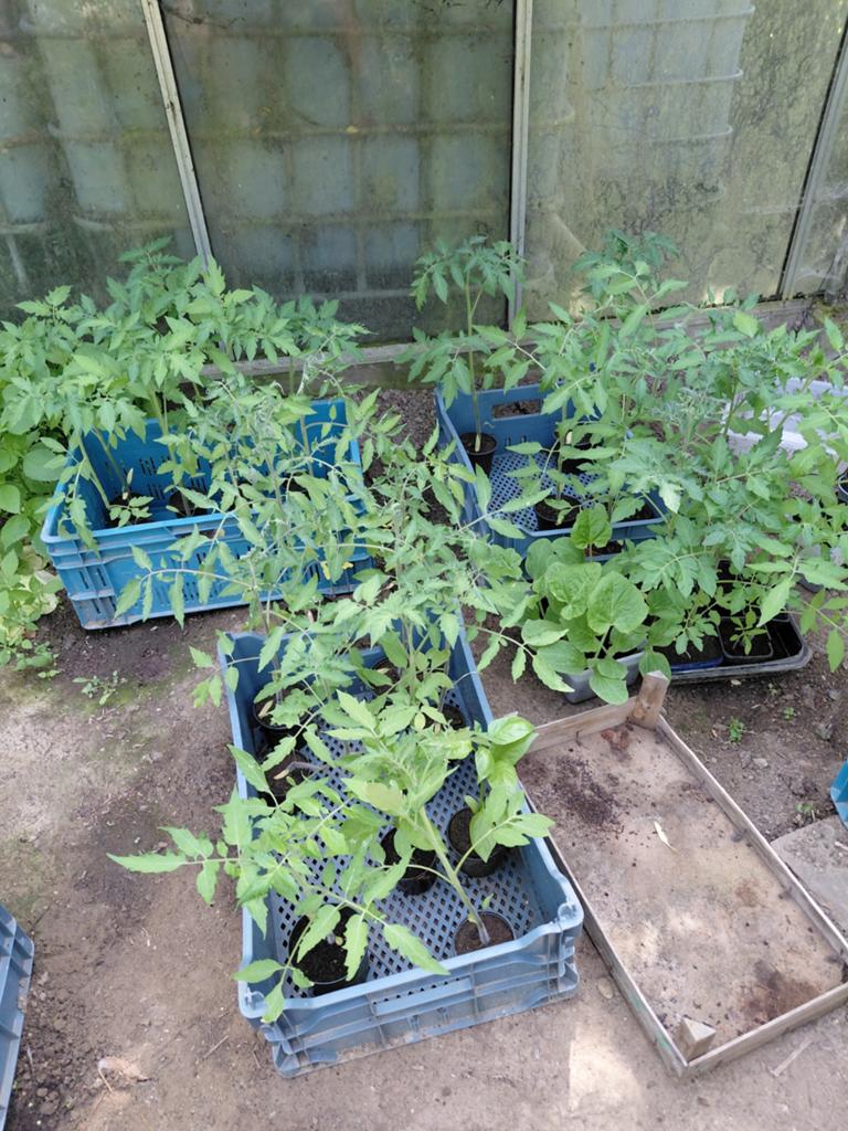 Plants de tomates à vendre, Enlèvement