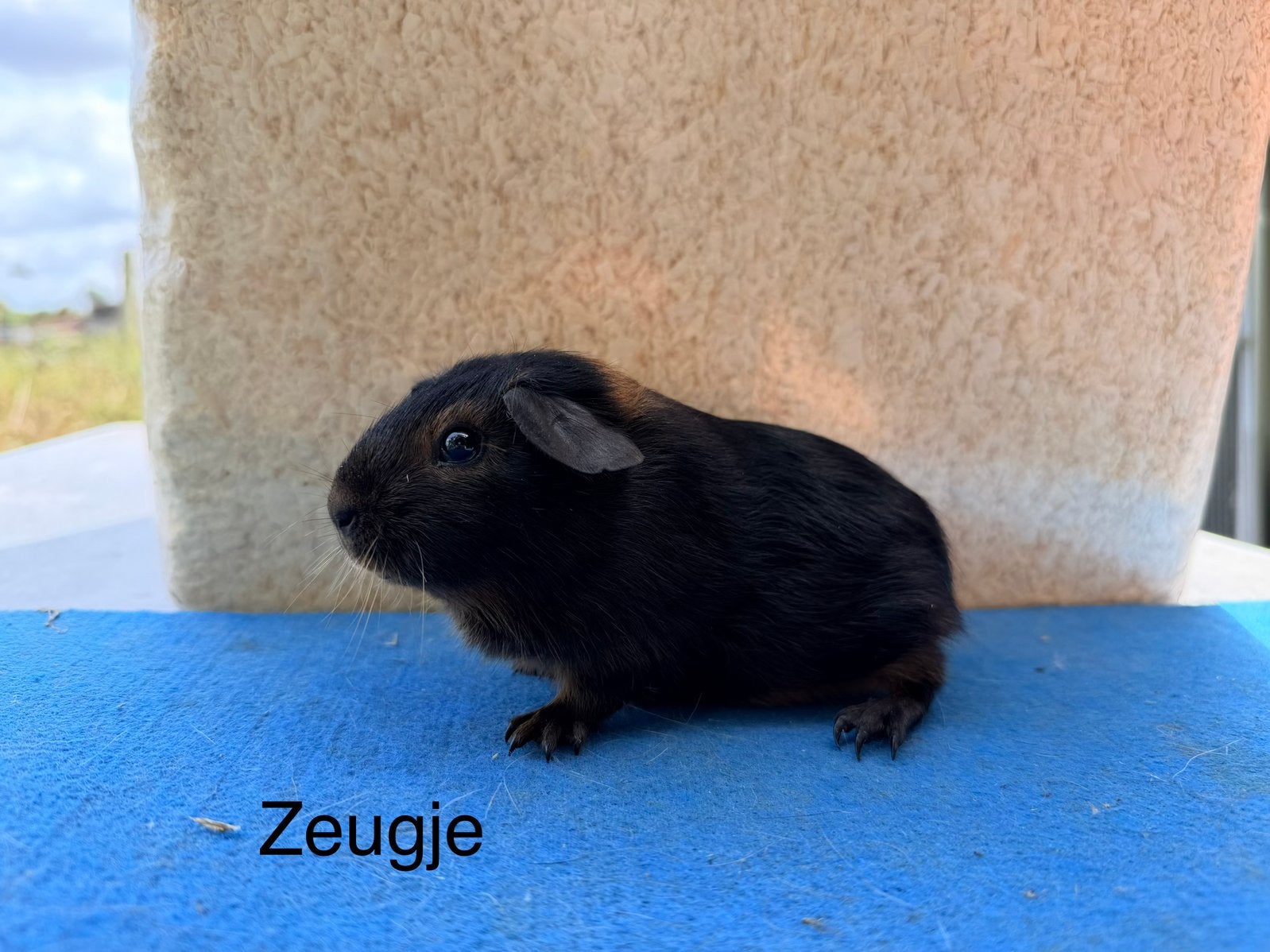 Zwart/slate tan koppel, Juin, Plusieurs animaux, Cobaye