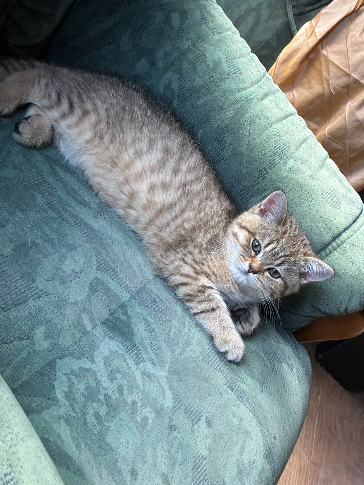 British korthaar black golden tabby, Dieren en Toebehoren, Kater, Met stamboom, 0 tot 2 jaar