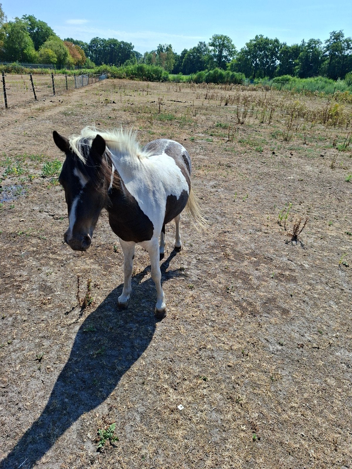 zwartbonte merrie, Dieren en Toebehoren, Merrie