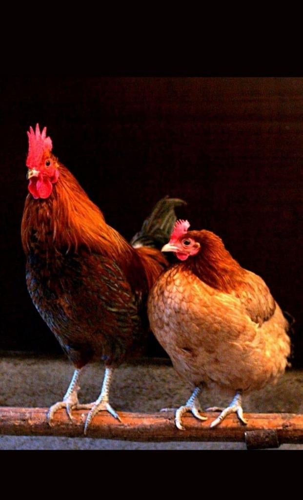 Gratis opvang voor mijn kippen, Dieren en Toebehoren, Pluimvee