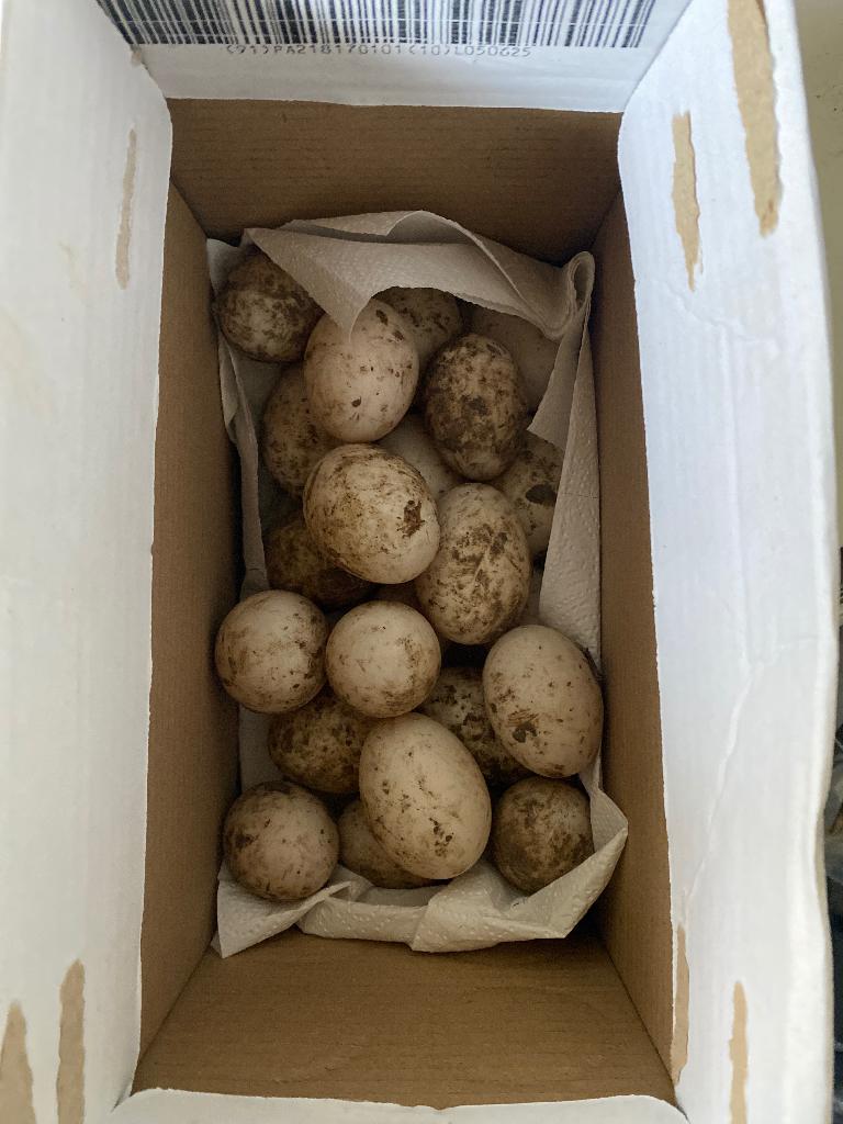 Barberie eitjes en ganzen