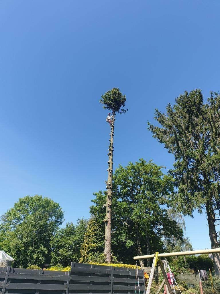 Travaux d'abattage / démontage / élagage d'arbres, Jardin & Terrasse, Enlèvement