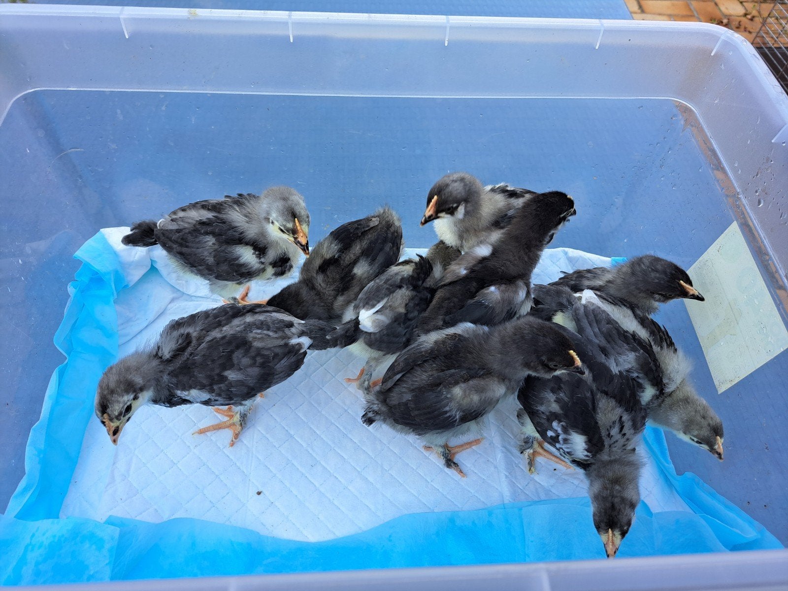 Marans kuikens, Dieren en Toebehoren