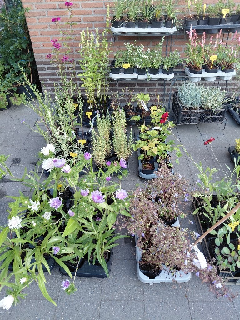 vaste planten uitverkoop met speciale actie, Tuin en Terras, Planten | Tuinplanten, Ophalen